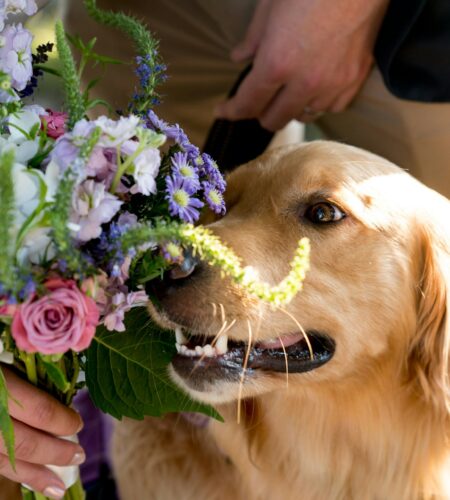 Dog with flowers